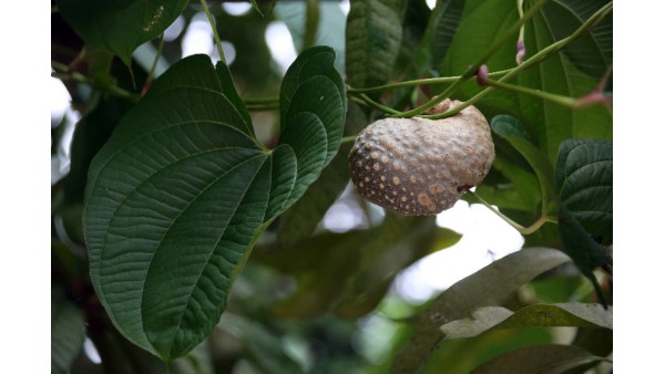 AIR YAM: A COMPREHENSIVE OVERVIEW